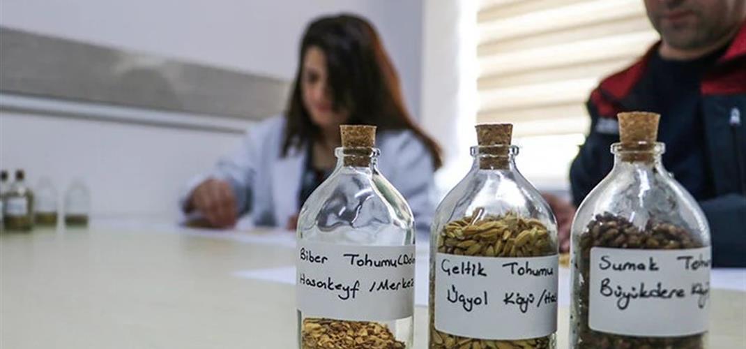 Ata tohumlarının tespit çalışmaları kapsamında 40 farklı yerli tohuma ulaşıldı.