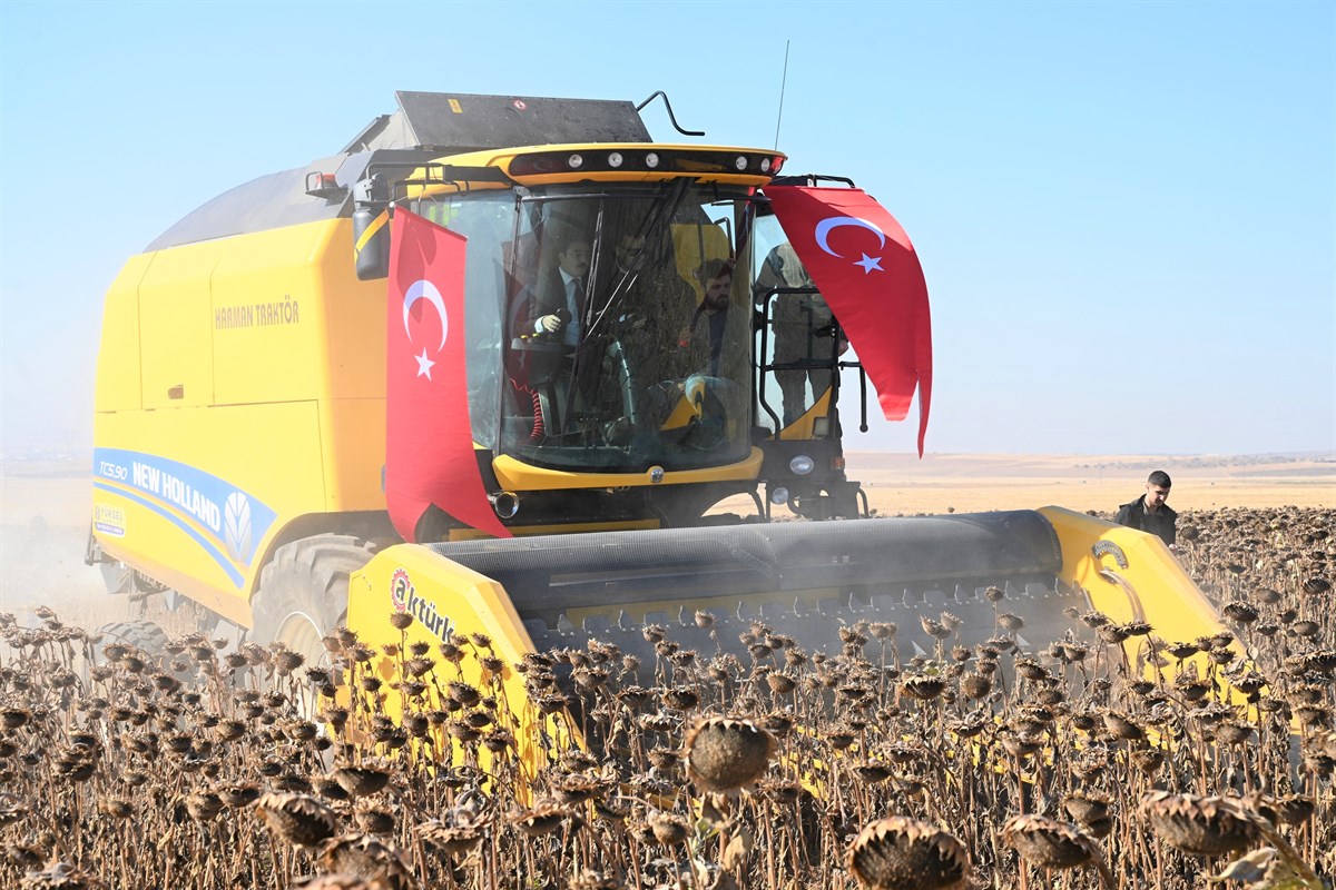 İkinci Ürün Olarak Yetiştirilen Ayçiçeğinin Hasadı Yapıldı