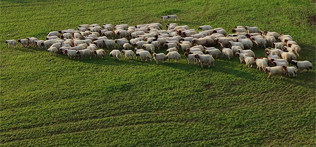 KIRSALDA BEREKET KÜÇÜKBAŞA DESTEK PROJESİ BAŞLIYOR